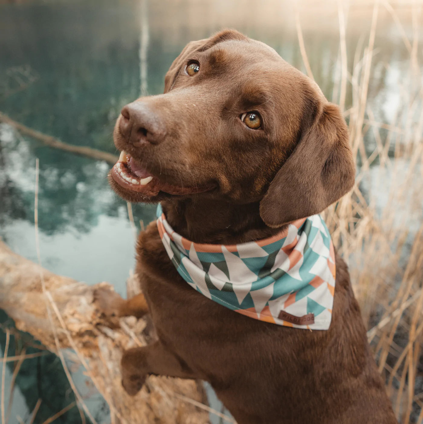 Wild best sale dog accessories