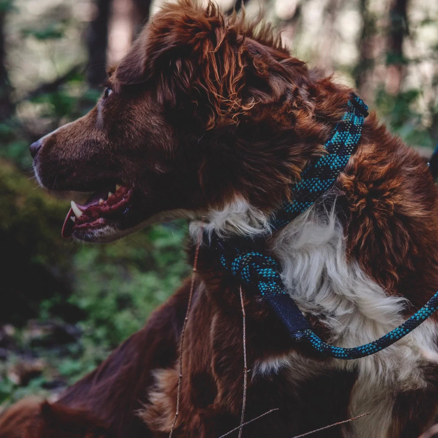 Dog Collars | Naples Outfitters