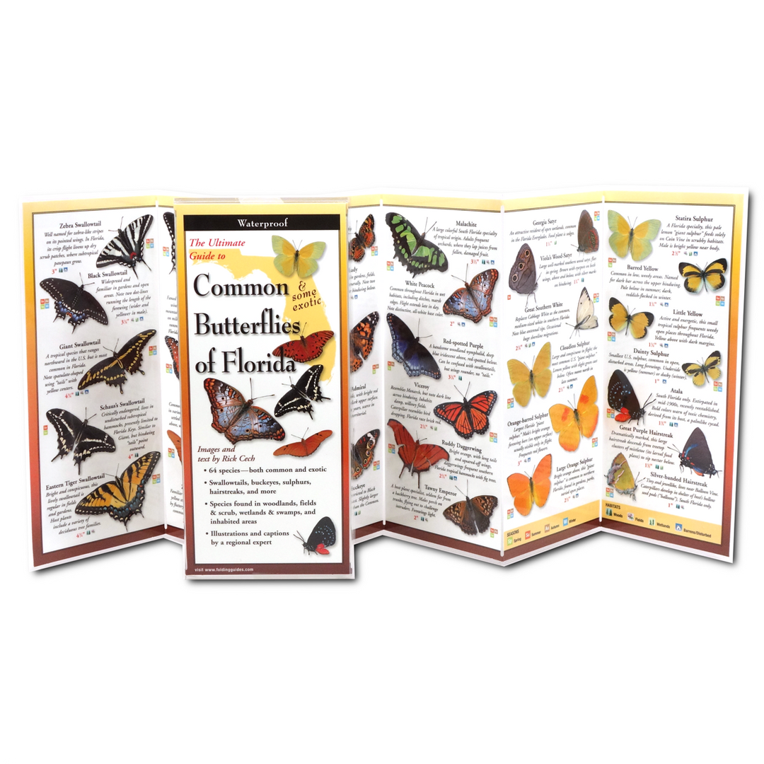 Earth Sky + Water - Common Butterflies of Florida