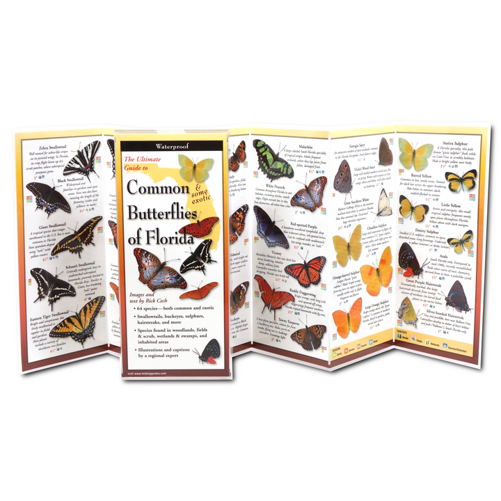 Earth Sky + Water - Common Butterflies of Florida