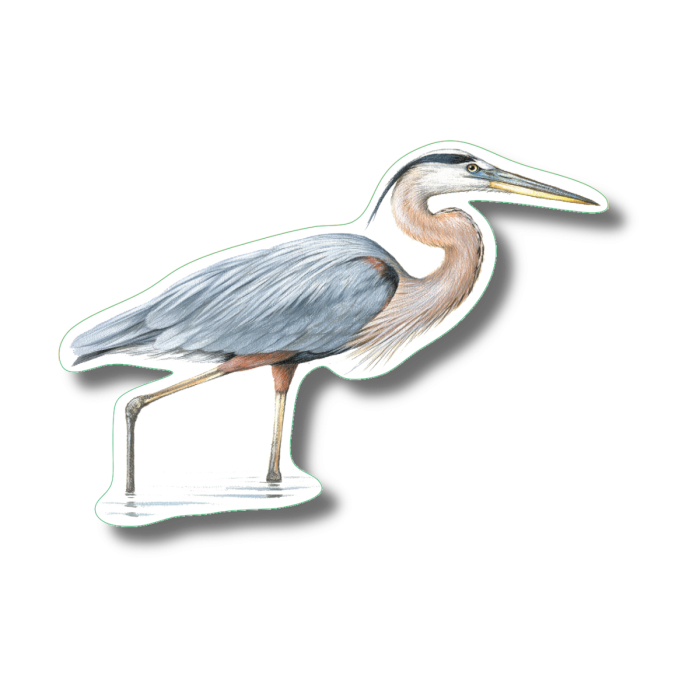 G. Blue Heron II