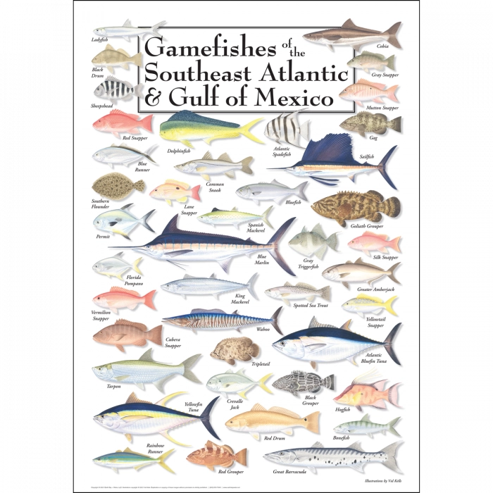 Earth Sky + Water - Gamefishes of the SE Atlantic and Gulf of Mexico
