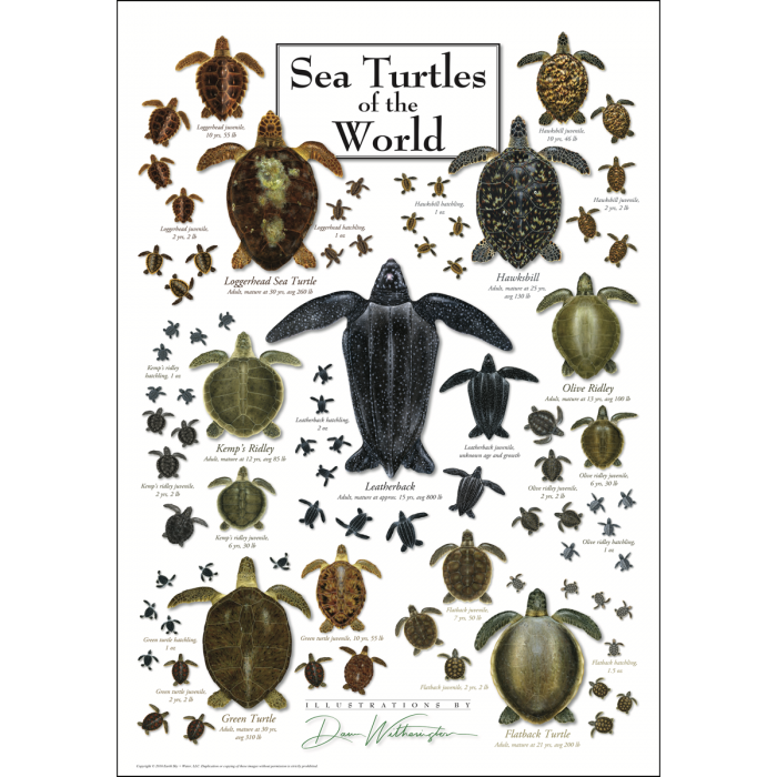 Earth Sky + Water - Sea Turtles of the World Poster