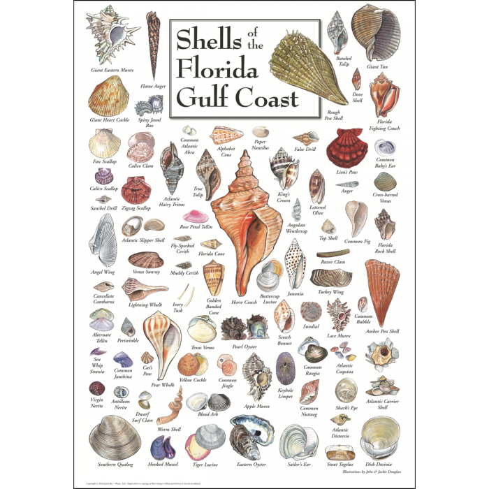 Earth Sky + Water - Shells of Florida Gulf Coast Poster