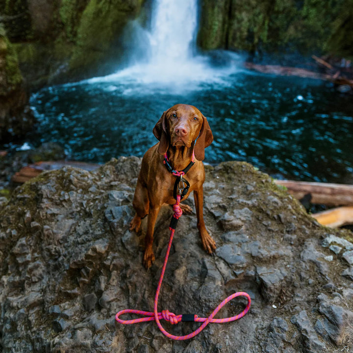 Sierra Rope Leash