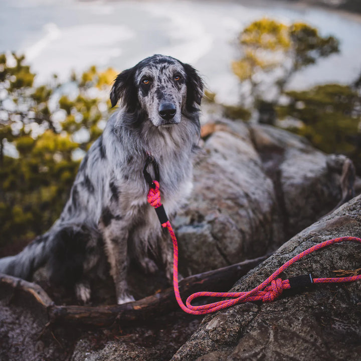 Sierra Rope Leash