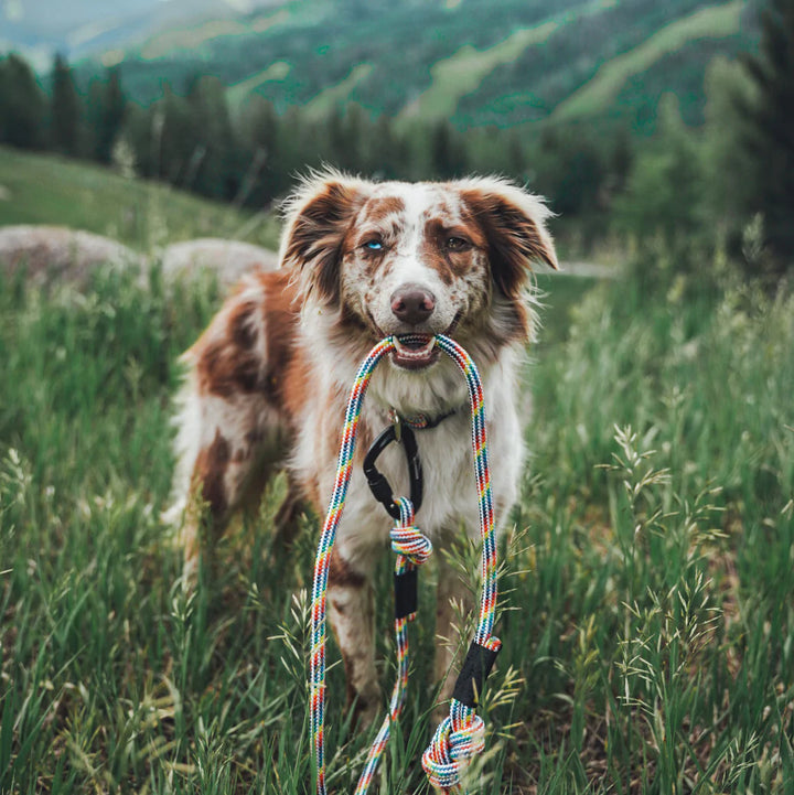 Rainbow Rope Leash