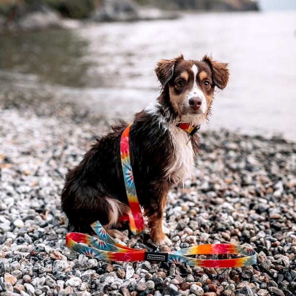 Dog Leashes | Wilderdog | Naples Outfitters