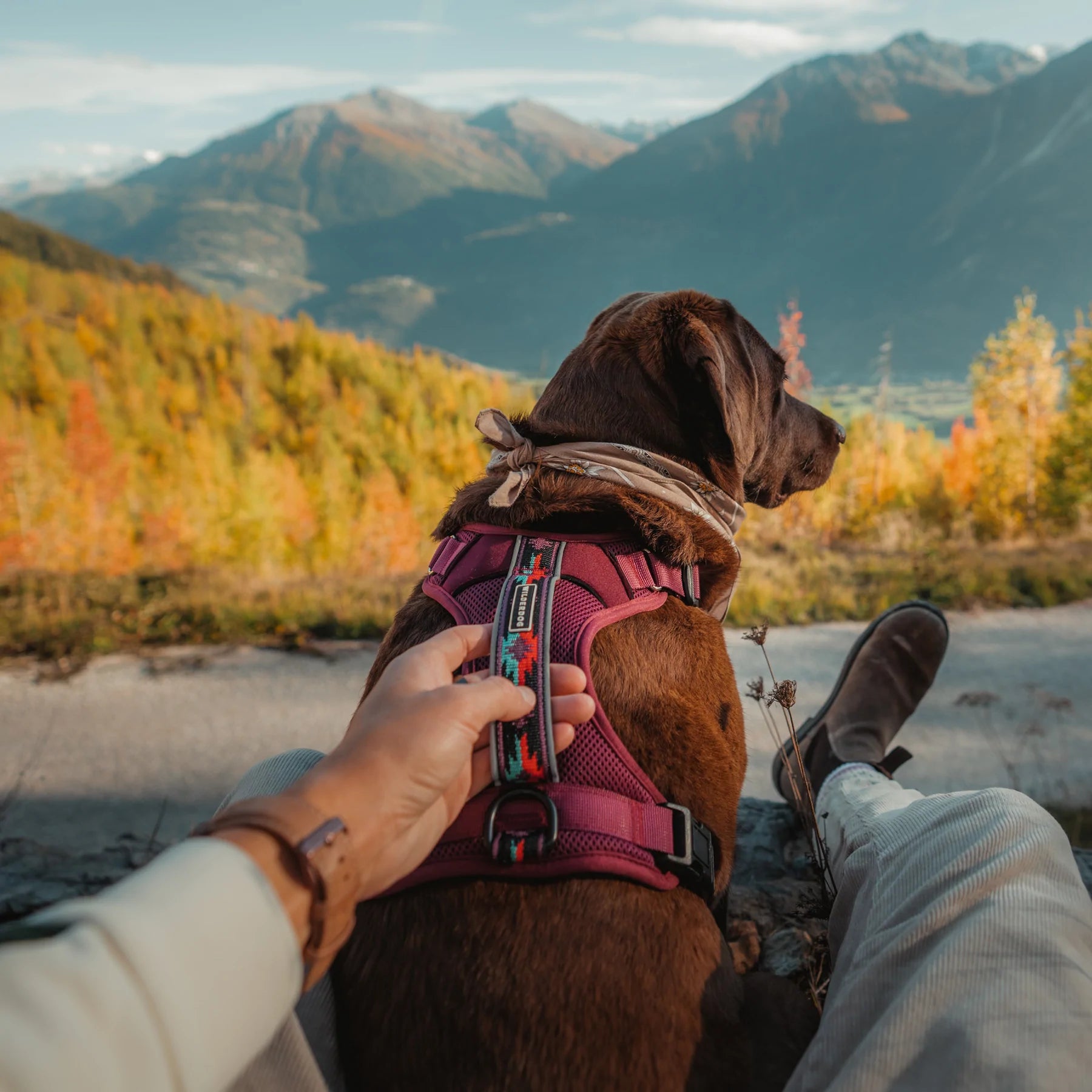 Dog Packs & Harnesses | Wilderdog | Naples Outfitters
