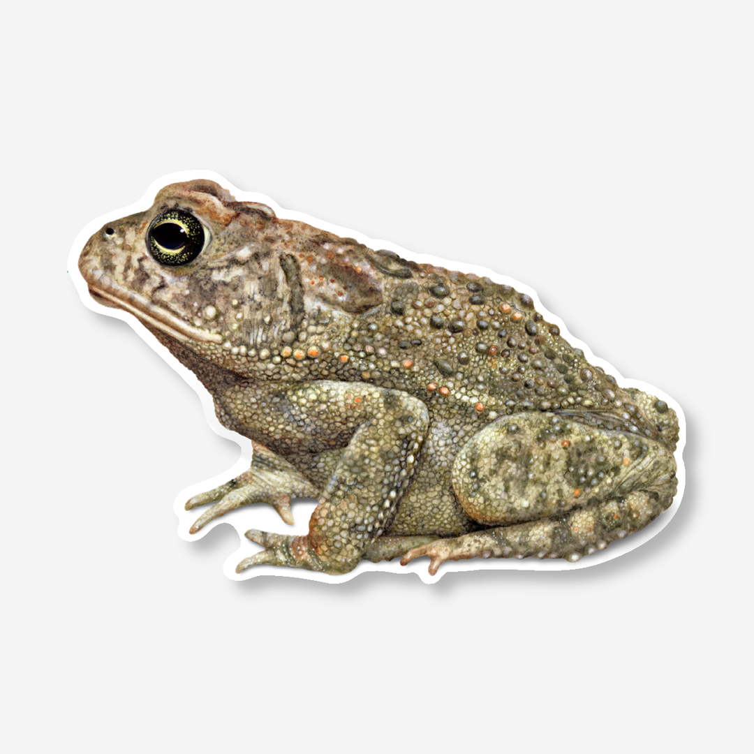 Southern Toad Nature Sticker, 3.5" wide