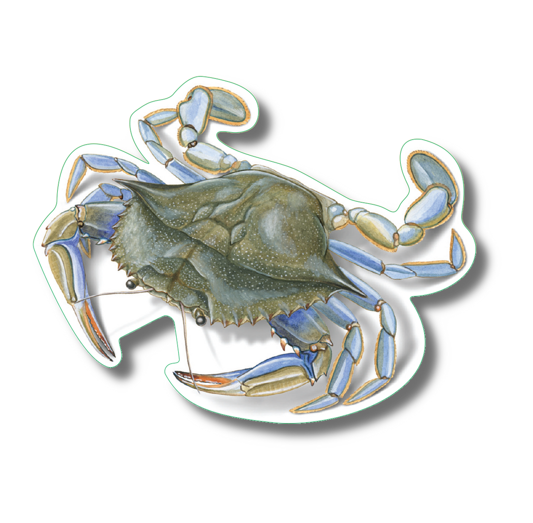 Blue Crab Nature Sticker, 3.5" wide