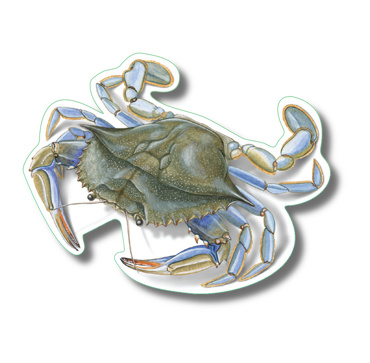Blue Crab Nature Sticker, 3.5" wide