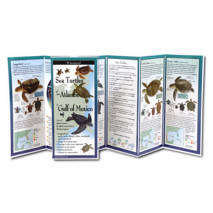 Sea Turtles of the Atlantic &amp; Gulf of Mexico