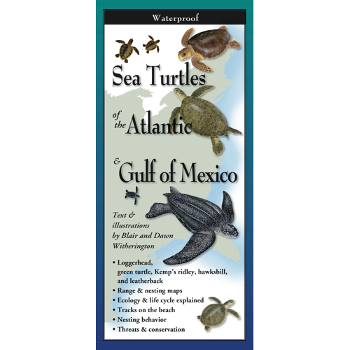 Sea Turtles of the Atlantic &amp; Gulf of Mexico