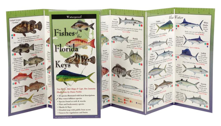 Fishes of Florida's Gulf Coast Trifold