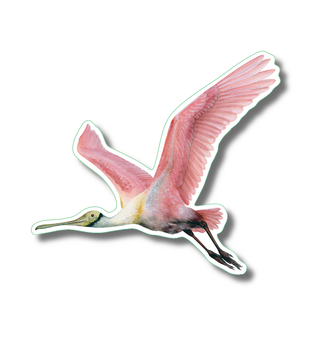 Roseate Spoonbill II Nature Sticker, 3.5" wide