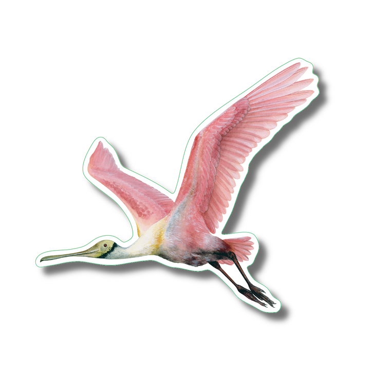 Roseate Spoonbill II Nature Sticker, 3.5" wide