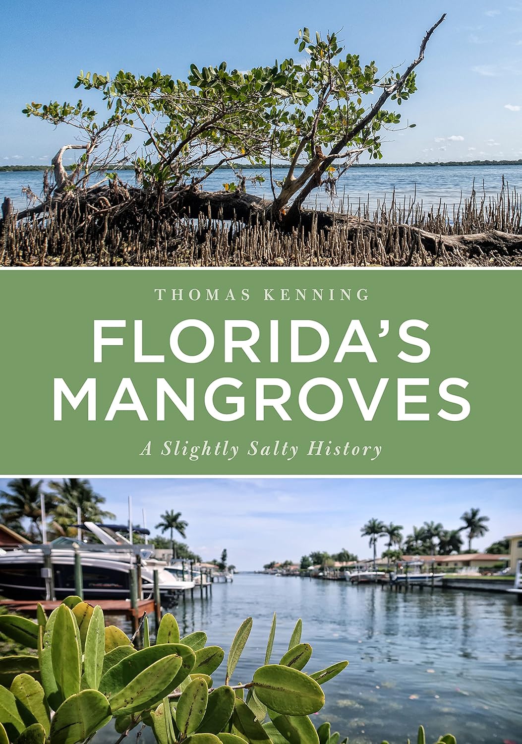 Florida's Mangroves, Slightly Salty