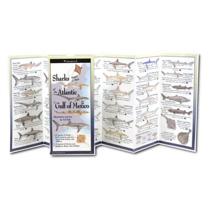 Sharks Skates Rays of the Atlantic & Gulf of Mexico - TriFold