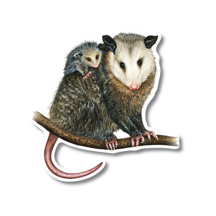 Opossums Nature Sticker, 3.5" Wide