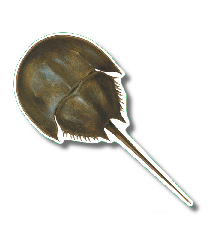 Horseshoe Crab Nature Sticker, 3.5" wide