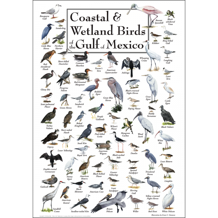 Earth Sky + Water - Coastal & Wetland Birds of Gulf of Mex