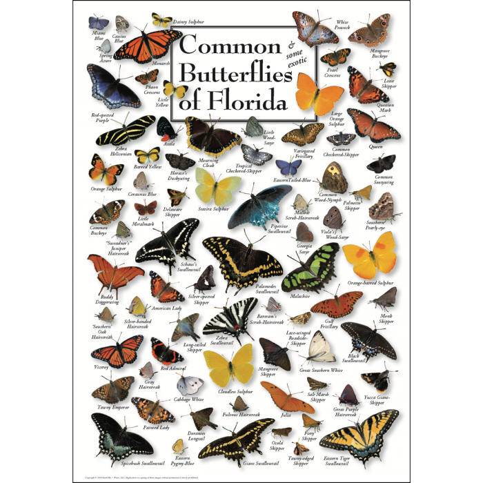 Earth Sky + Water - Common Butterflies of Florida Poster